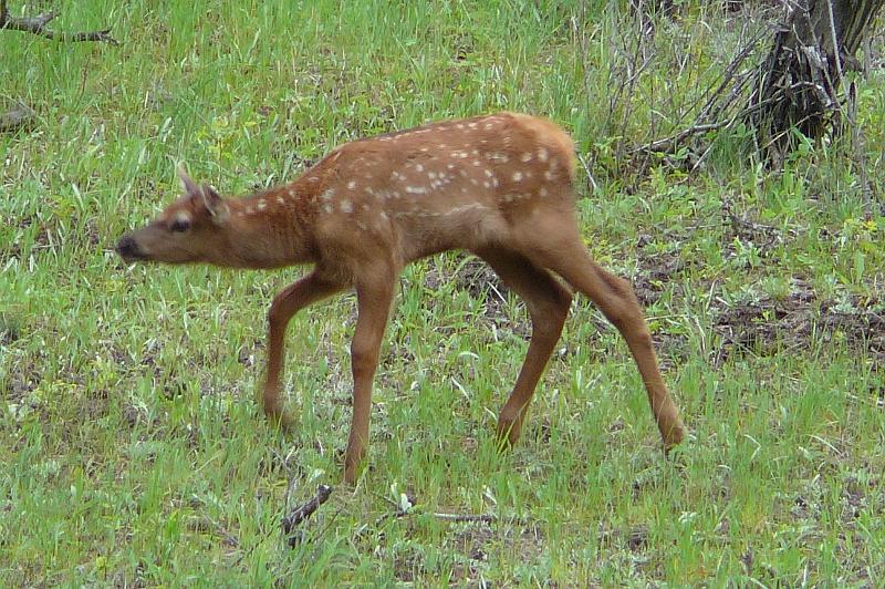 Elk calf (1).jpg - A baby elk venturing away from mom.